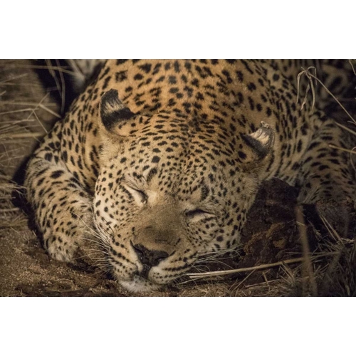 South Africa, Leopard sleeping at night